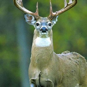 Meet your Posher, Riley